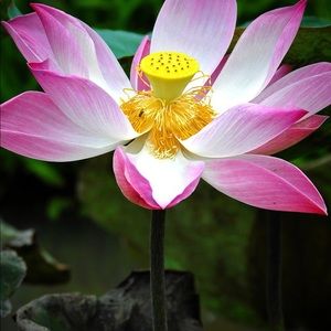 Meet your Posher, Mandy